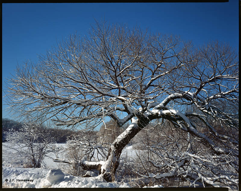 Twisted Tree