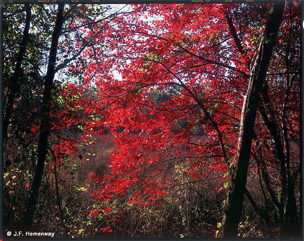 8x10 Late Red Maple