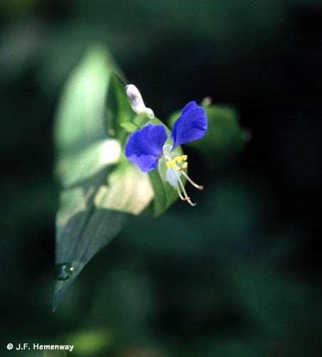 Asiatic Dayflower