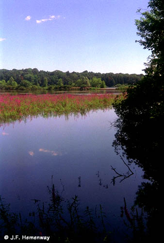 Blue Water at Horn Pond