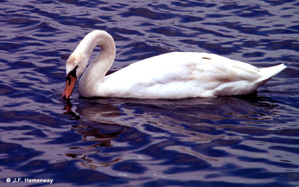 Drinking Swan