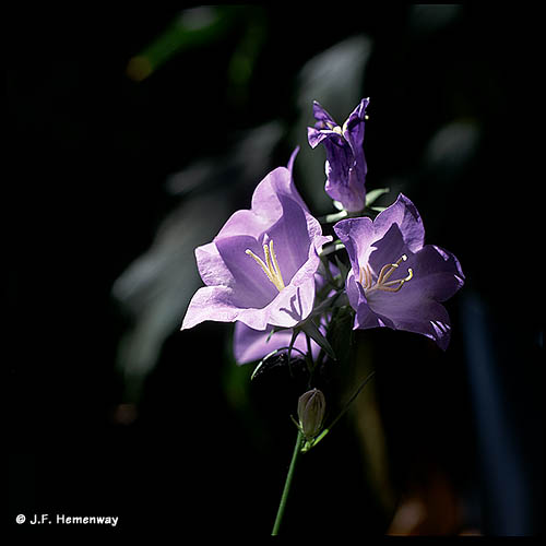 LadyBells in Winchester