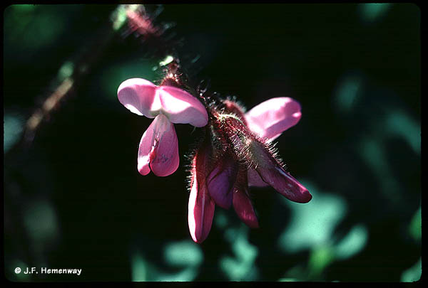 Little Pink