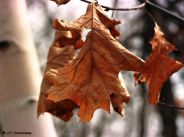 Oak Leaves