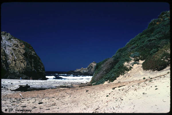 Pfeiffer Beach at Big Sur