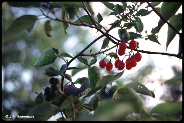 Red Berries