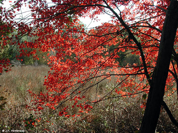 Swamp Maple