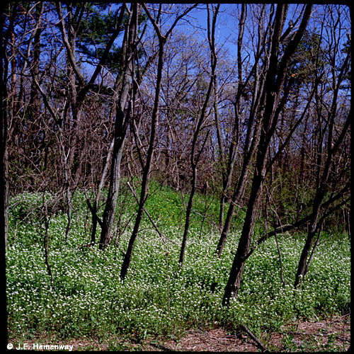 Trees near Horn Pond