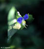 Asiatic Dayflower