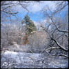 Horn Pond Wild Area