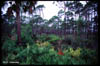 Pines & Palms at St. Marks