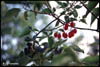 Red Berries